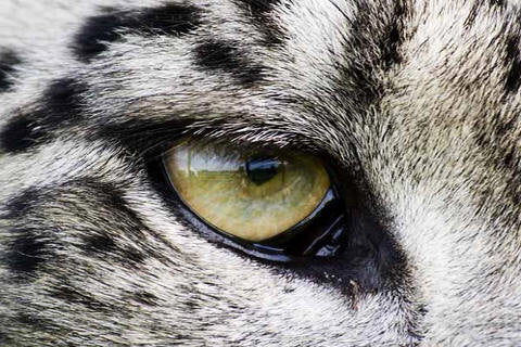 Copy of Copy of Actual Tiger's Eye